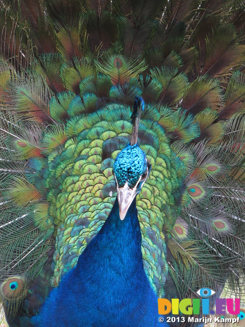 SX27012 Close up of peacock display fanning feathers [Pavo cristatus] in garden